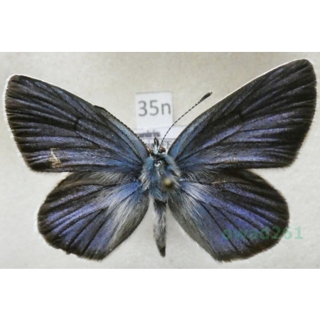 Cyaniris semiargus (Rottemburg, 1775) male Modraszek semiargus Poland35n